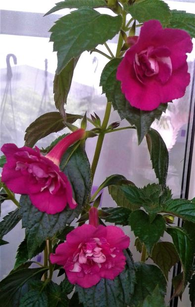  - Rizomii de achimenes plantati astazi pentru anul 2022