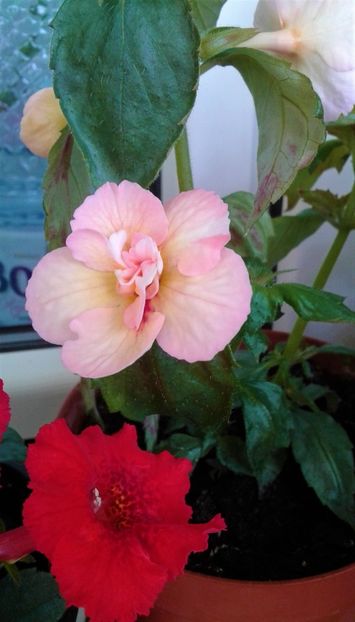  - Rizomii de achimenes plantati astazi pentru anul 2022