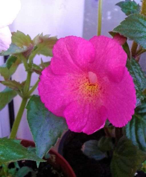  - Rizomii de achimenes plantati astazi pentru anul 2022