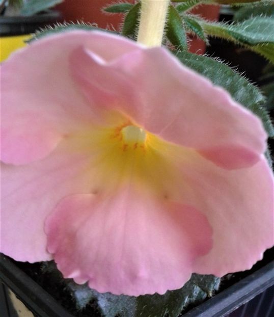  - Rizomii de achimenes plantati astazi pentru anul 2022