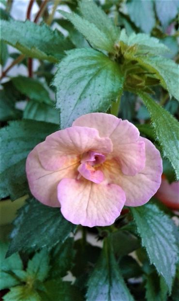  - Rizomii de achimenes plantati astazi pentru anul 2022