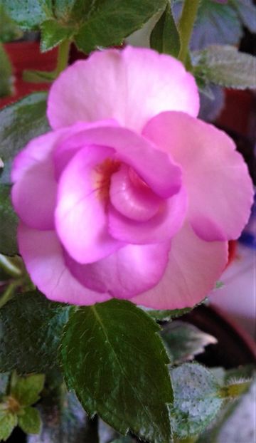  - Rizomii de achimenes plantati astazi pentru anul 2022