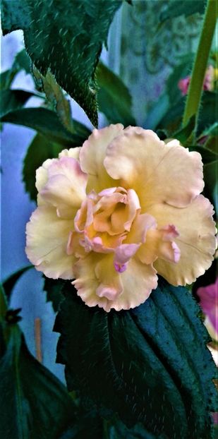  - Rizomii de achimenes plantati astazi pentru anul 2022