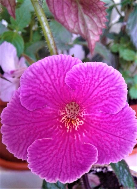  - Rizomii de achimenes plantati astazi pentru anul 2022