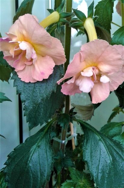  - Rizomii de achimenes plantati astazi pentru anul 2022