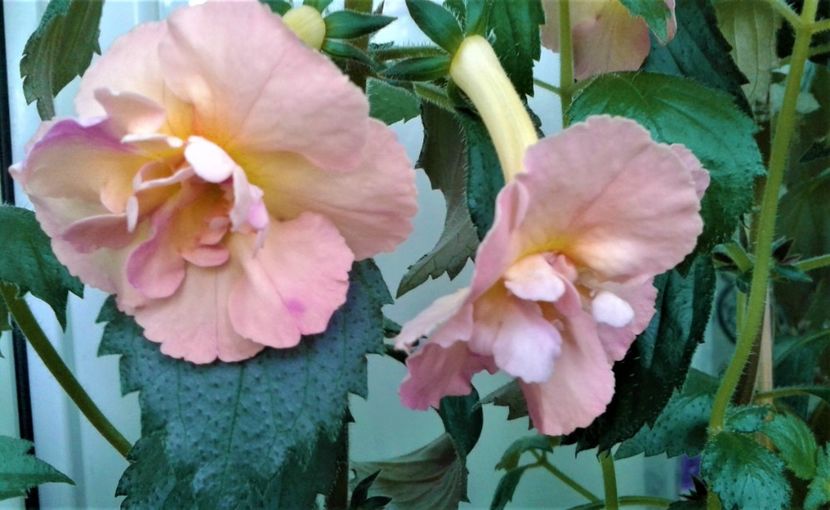  - Rizomii de achimenes plantati astazi pentru anul 2022