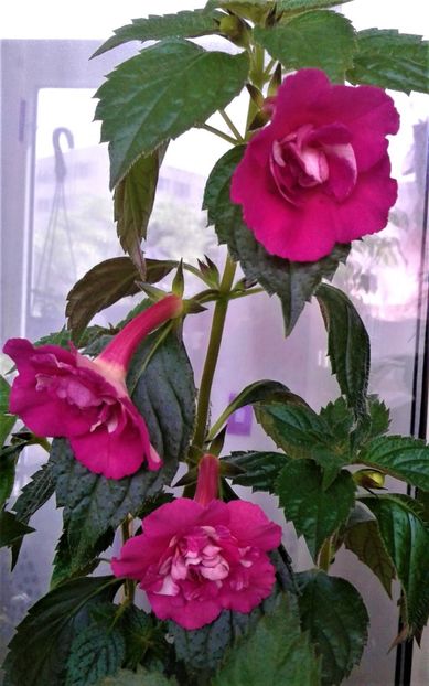  - Rizomii de achimenes plantati astazi pentru anul 2022