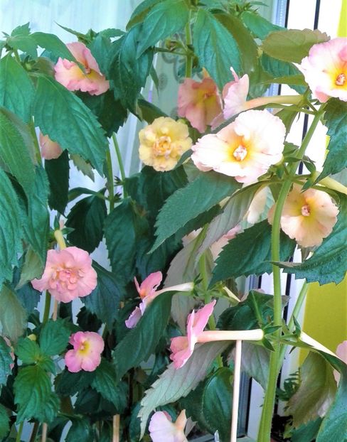  - Rizomii de achimenes plantati astazi pentru anul 2022