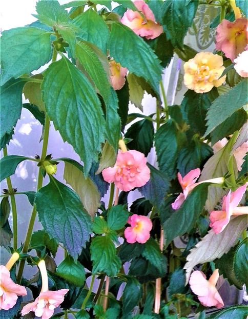  - Rizomii de achimenes plantati astazi pentru anul 2022