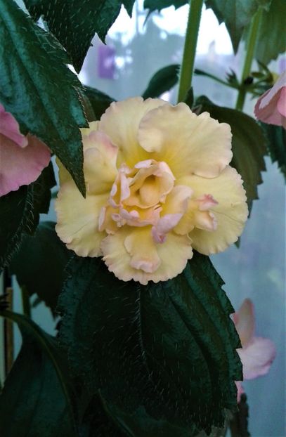  - Rizomii de achimenes plantati astazi pentru anul 2022