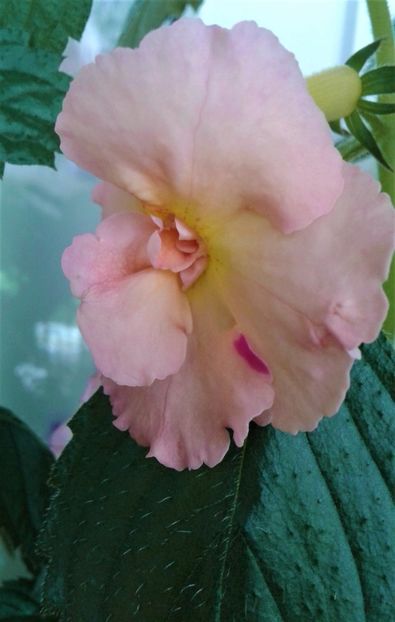  - Rizomii de achimenes plantati astazi pentru anul 2022