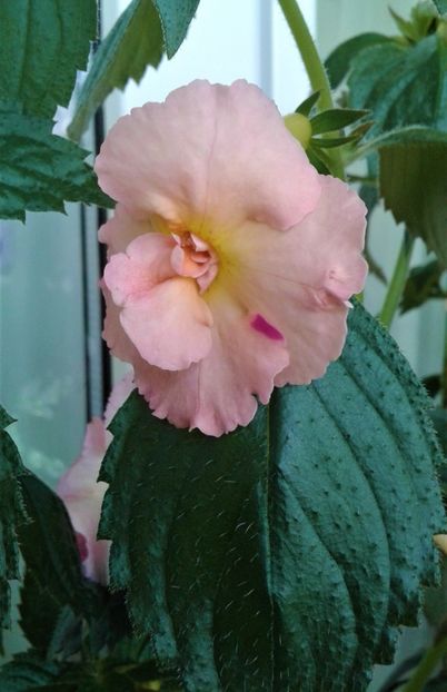  - Rizomii de achimenes plantati astazi pentru anul 2022