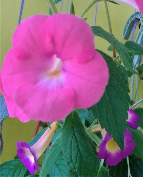  - Rizomii de achimenes plantati astazi pentru anul 2022