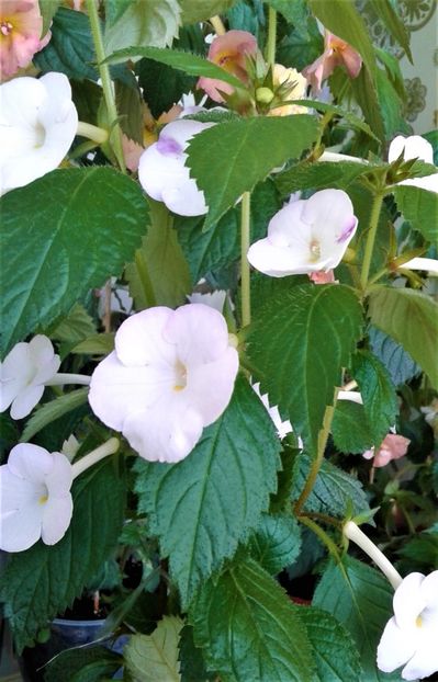  - Rizomii de achimenes plantati astazi pentru anul 2022