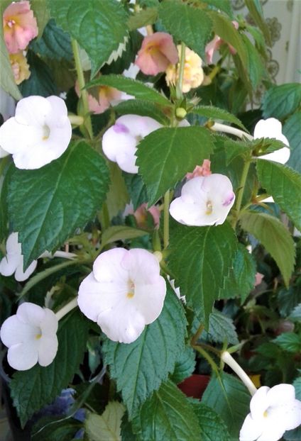  - Rizomii de achimenes plantati astazi pentru anul 2022