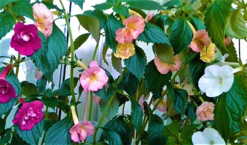  - Rizomii de achimenes plantati astazi pentru anul 2022