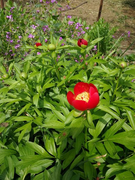 Peregrina - 9-Bujori