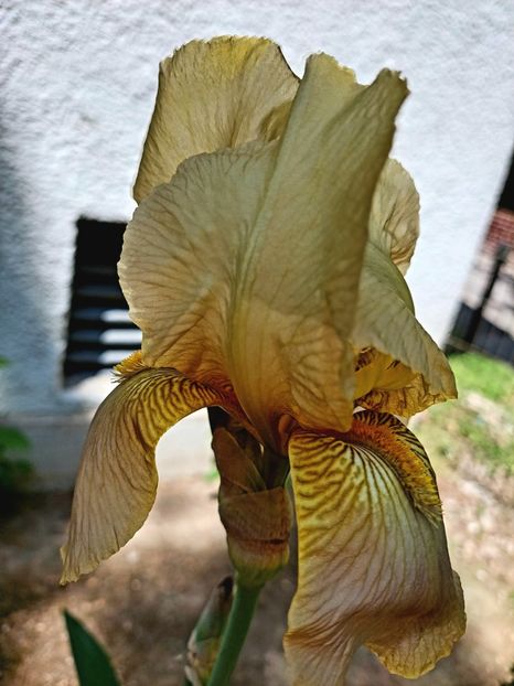  - 2022- Grădinița de la bloc