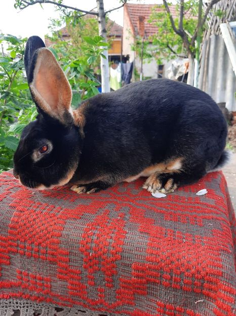 loh negru 5 - Rex loh negru