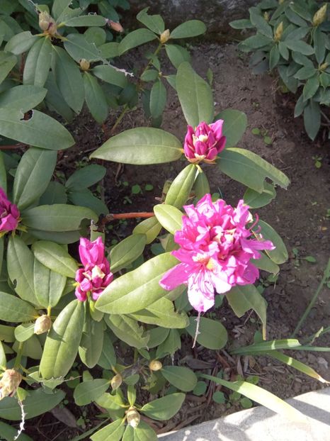  - 02 Azalee-rhododendroni-heleborusi-hortensii-hoste 2022