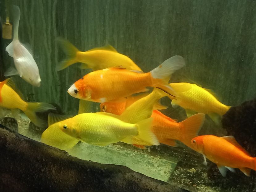  - Gradina Botanica Jibou