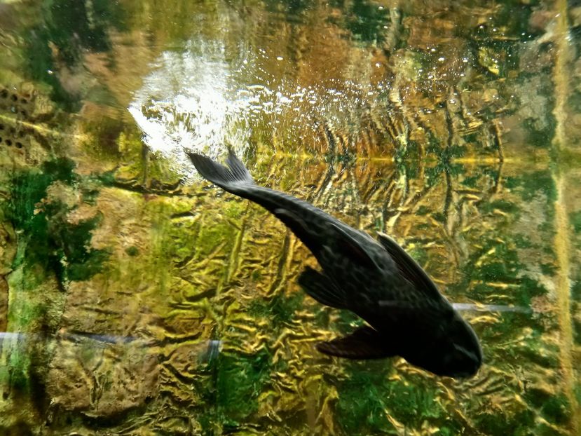  - Gradina Botanica Jibou