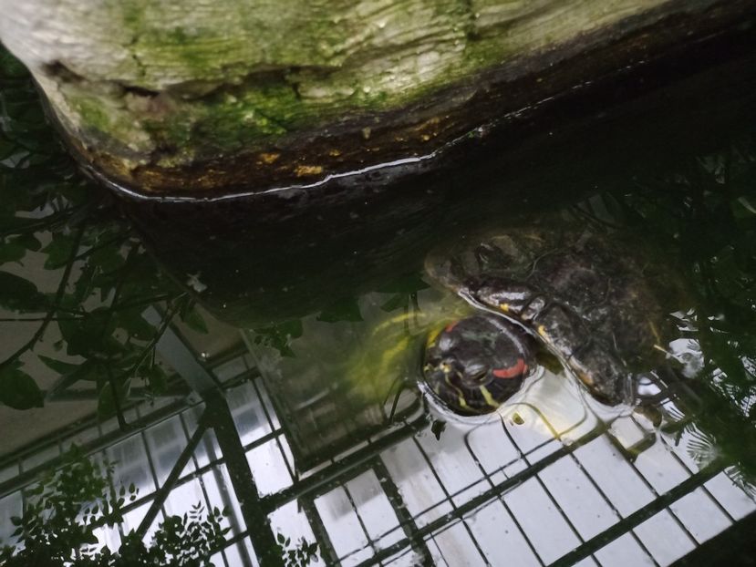 țestoasă - Gradina Botanica Jibou