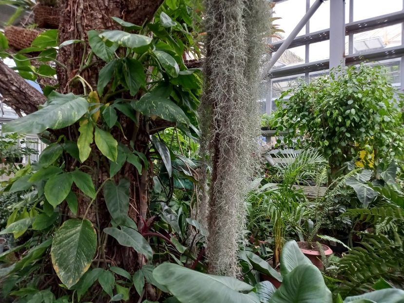  - Gradina Botanica Jibou