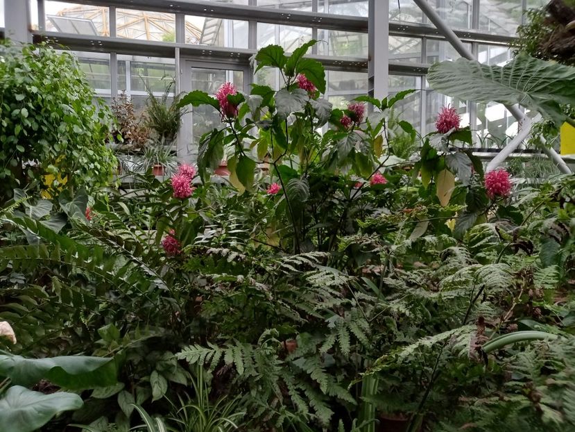  - Gradina Botanica Jibou