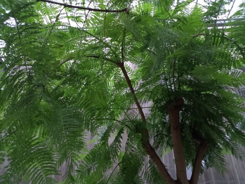  - Gradina Botanica Jibou