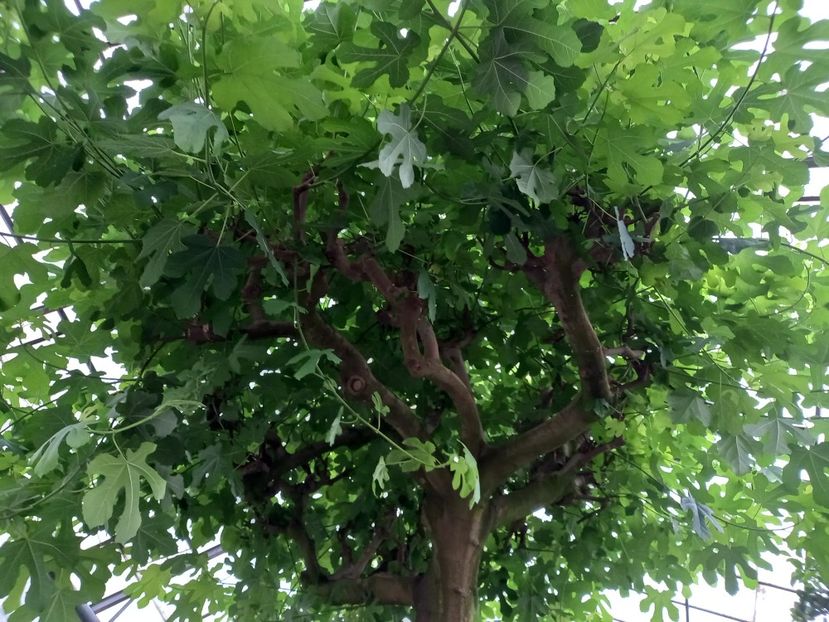  - Gradina Botanica Jibou