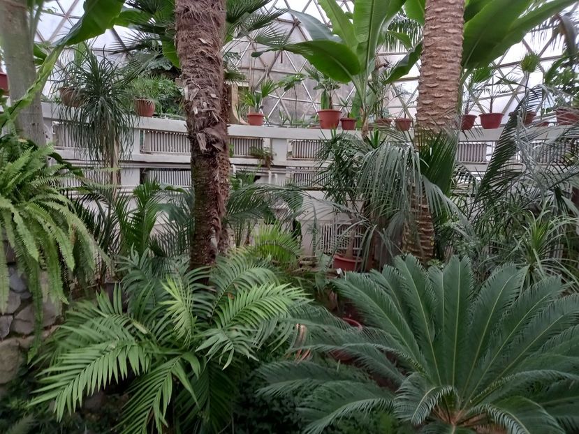  - Gradina Botanica Jibou