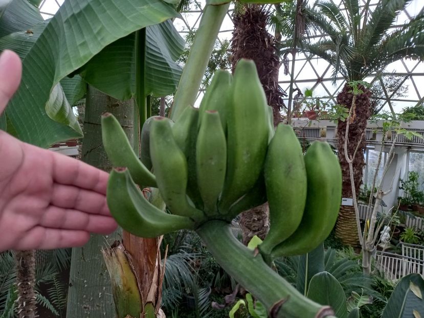  - Gradina Botanica Jibou