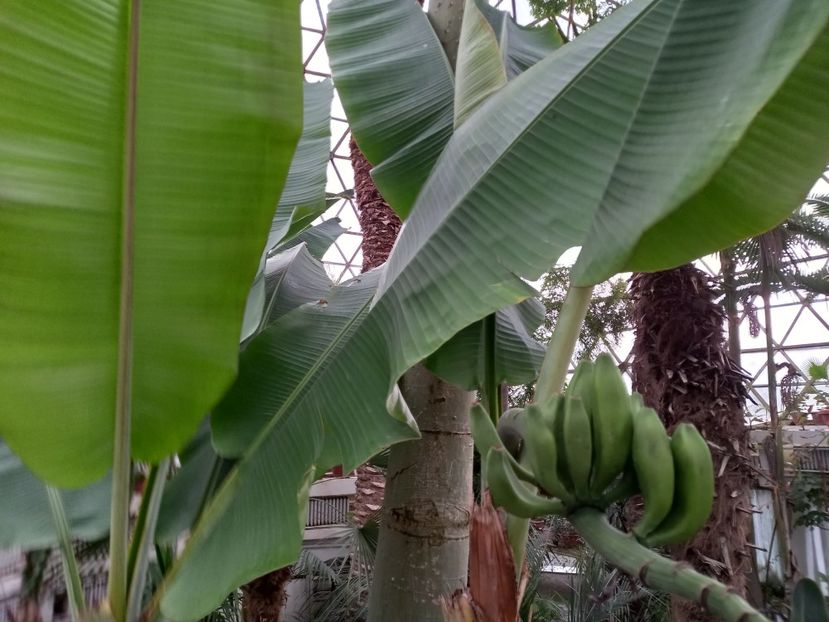  - Gradina Botanica Jibou