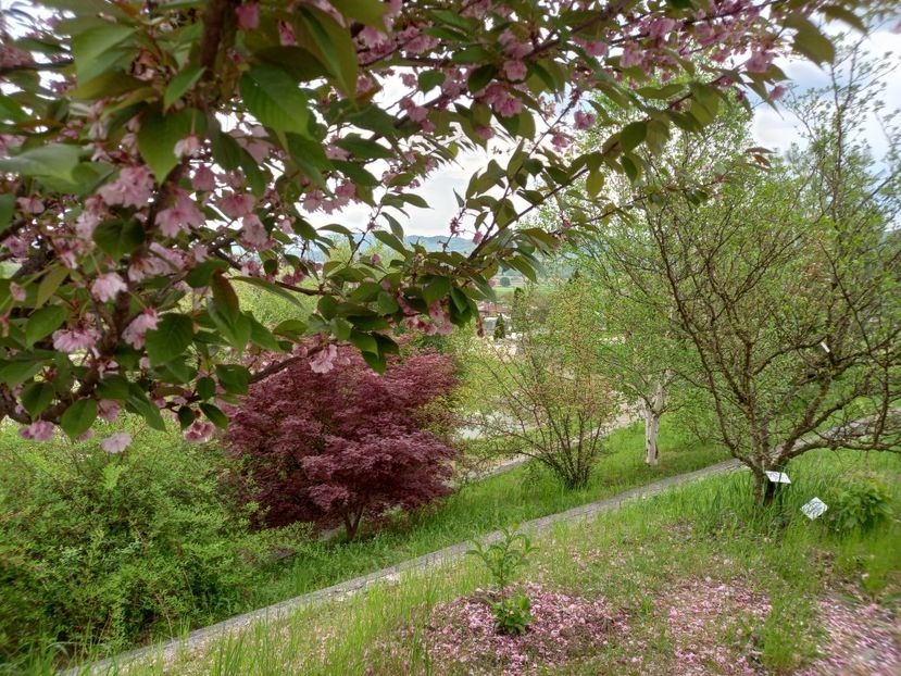  - Gradina Botanica Jibou