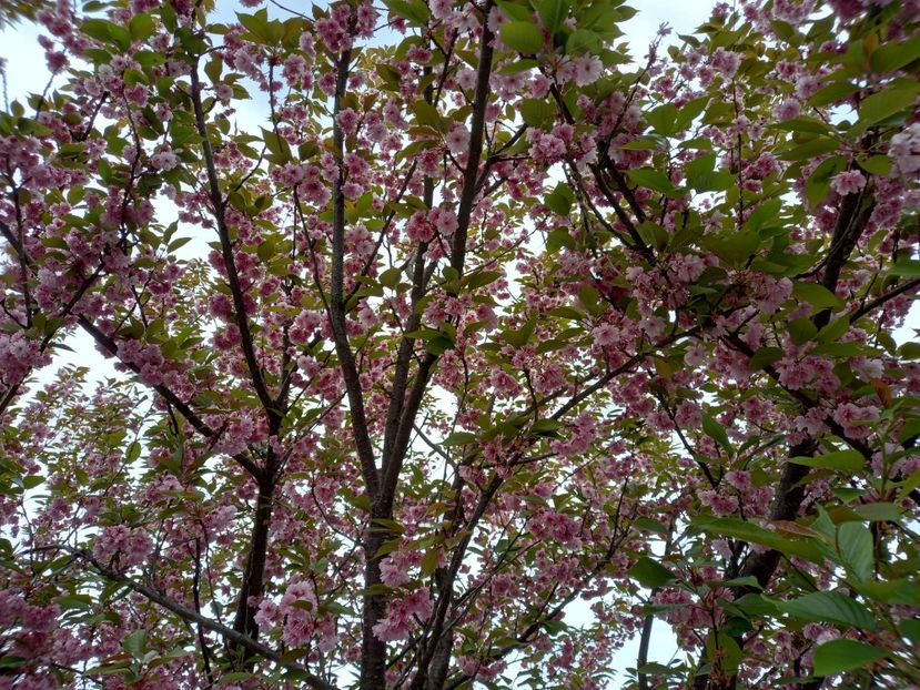  - Gradina Botanica Jibou