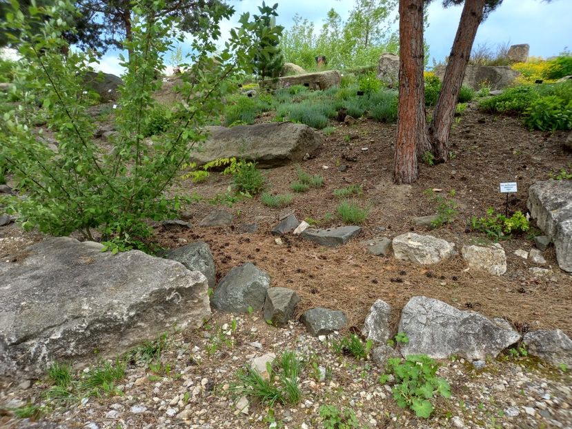  - Gradina Botanica Jibou