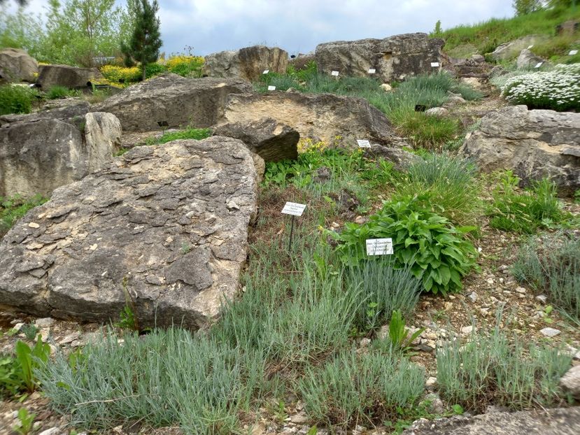  - Gradina Botanica Jibou