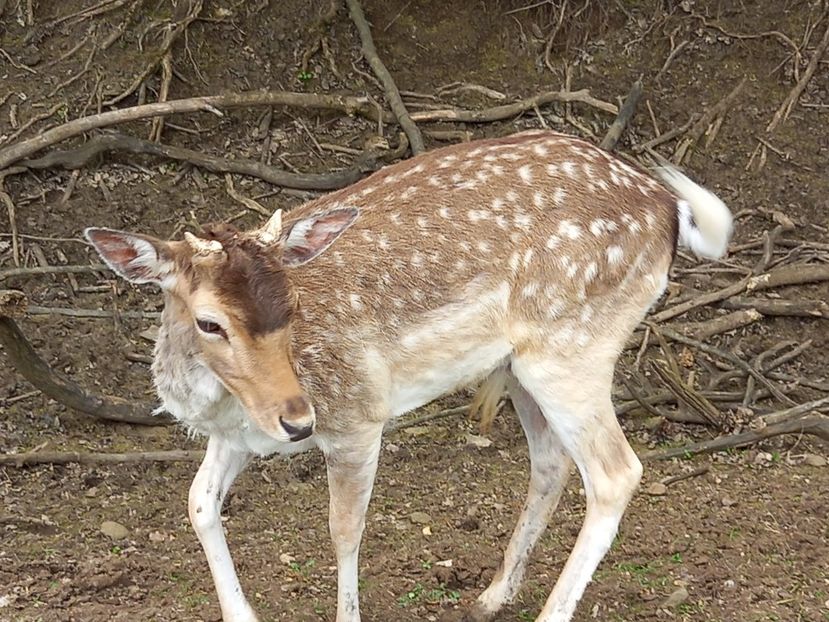  - Gradina Botanica Jibou