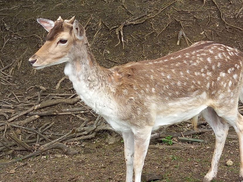  - Gradina Botanica Jibou