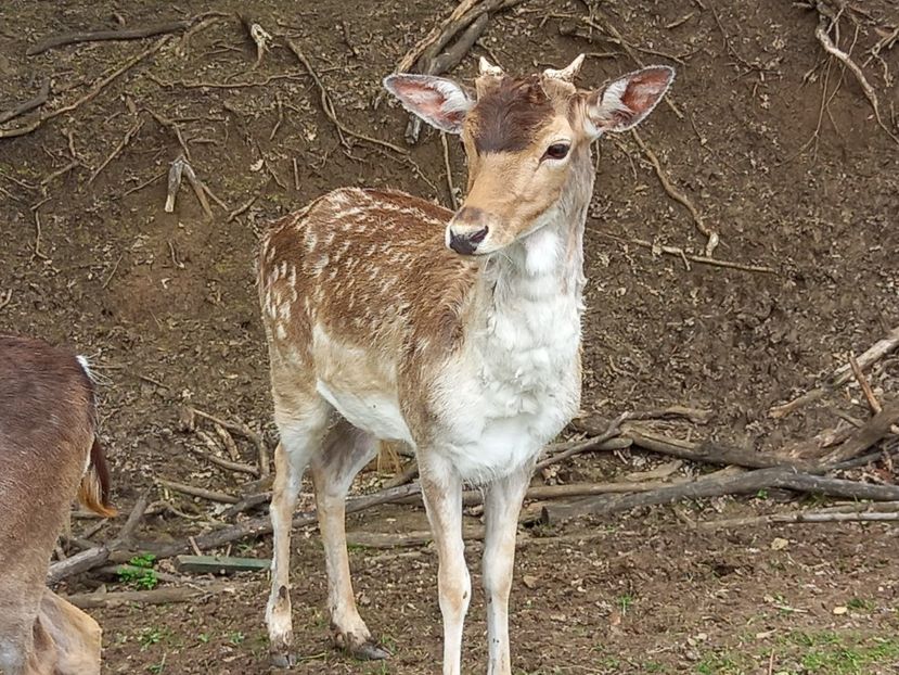  - Gradina Botanica Jibou