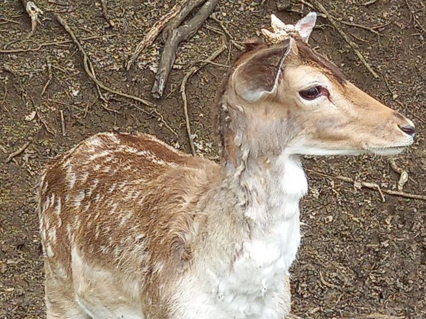  - Gradina Botanica Jibou