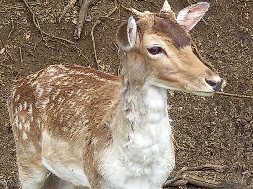  - Gradina Botanica Jibou