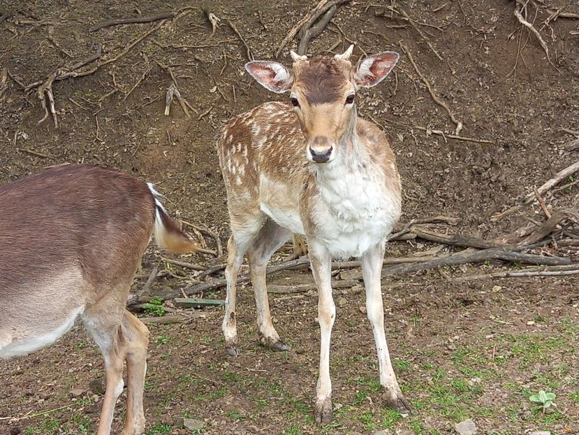  - Gradina Botanica Jibou