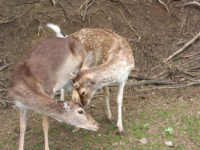  - Gradina Botanica Jibou