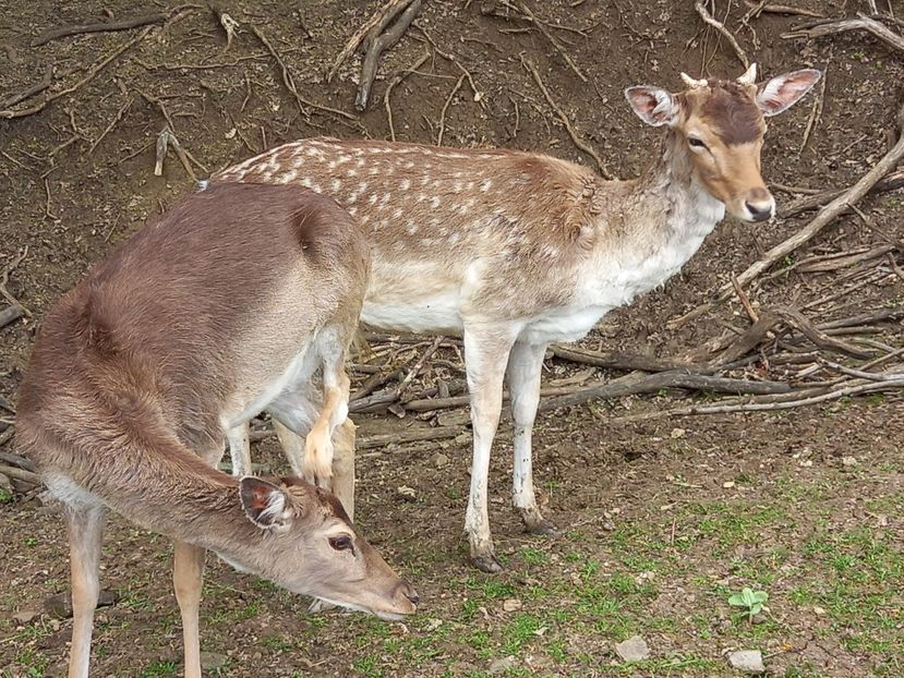  - Gradina Botanica Jibou