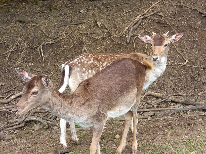  - Gradina Botanica Jibou