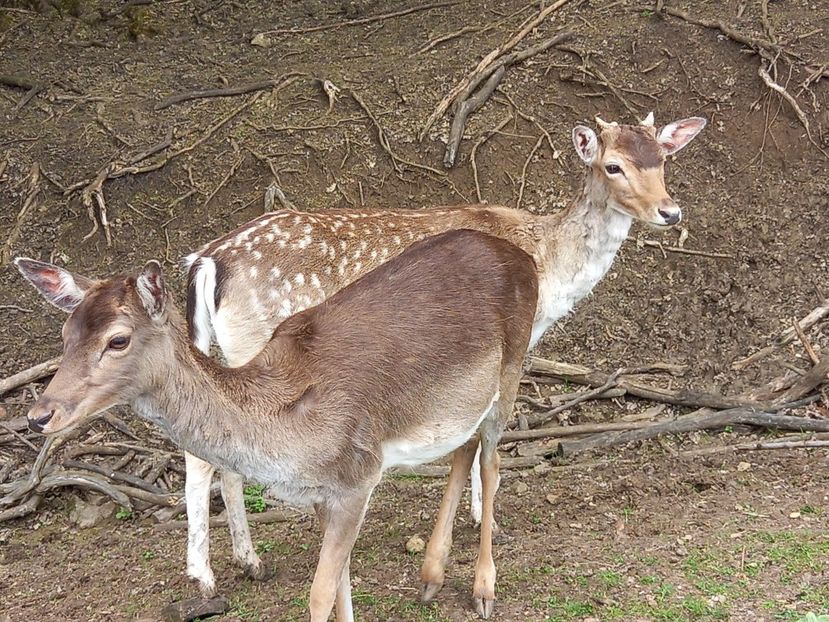  - Gradina Botanica Jibou