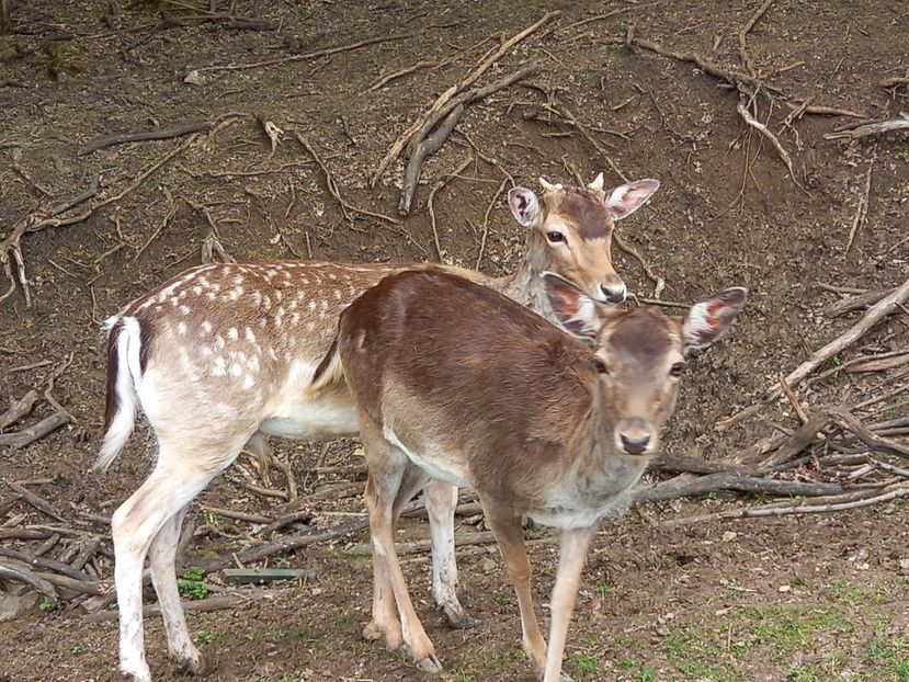  - Gradina Botanica Jibou