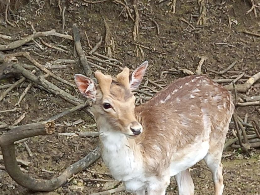  - Gradina Botanica Jibou
